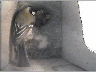 Feeding Time 