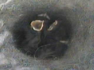 4 Chicks