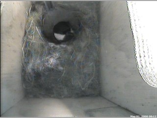 Back on the Nest 