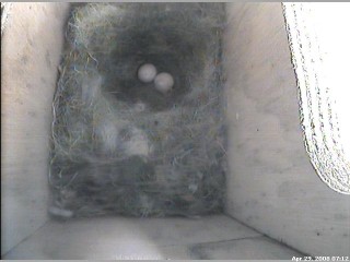 Second Egg