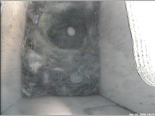 First Egg